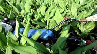 HighYieldTurmeric : Turmeric crop, earthing up of beds