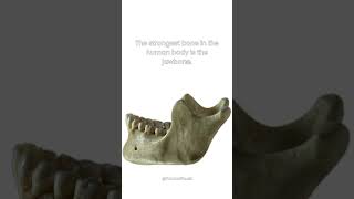 Strongest Bone: Jawbone