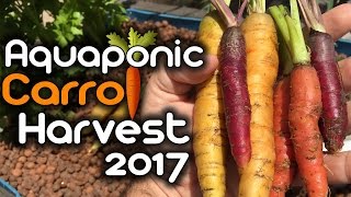 Aquaponic Carrot Harvest 2017