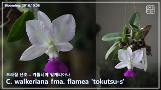 카틀레야 왈케리아나 용어와 좋은꽃  (Cattleya walkeriana fma. flamea 'tokutsu-s')   [화이 난초 이야기]