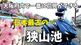 春【大阪】桜満開ツーリング マジェスティS 狭山池 桜まつり【4K】一番早い花見 桜スポット週末ぶらり