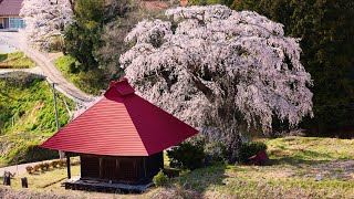 JG8K 福島 山田の天王桜と壁須の桜 Fukushima,Sakura at Yamada Tennosakuraa and Kabesu