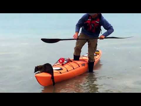 Raccoon Rescue - 986043 Raccoon Rescue - 986043