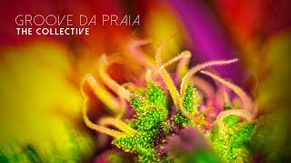 Bossa Nova Covers 2021 - Groove Da Praia