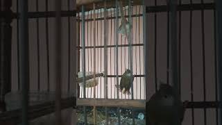 Playtube Pk Ultimate Video Sharing Website