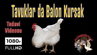 TAVUKLAR DA KURSAK ŞİŞMESİ TEDAVİSİ, Balon Kursak Hastalığı -Tavuk Hastalıkları - Tavuk İlaçları-