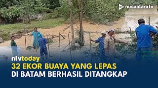 Heboh! Penangkaran di Batam Jebol, 32 Ekor Buaya Lepas Ditangkap | NTV TODAY