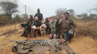 Gorongosa Leopards