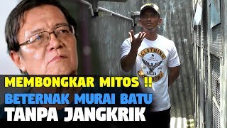 MEMBONGKAR MITOS !! BETERNAK MURAI BATU TANPA JANGKRIK PUN BISA