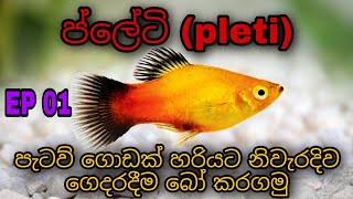 how to Breed Platy ( sinhala ) Ep 01