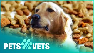 What Really Goes In Your Pets Food? | Pet Fooled | Pets & Vets