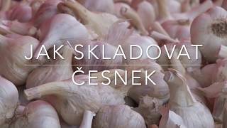 Jak skladovat česnek. Rady pěstitelky