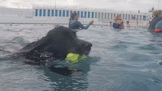 Group Of 400 Dogs Take Over Pool For Annual Swimming Day