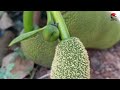 പ്ലാവും മാവും കായ്ക്കാൻ jackfruit farming malayalam how to increase mango and jackfruit production