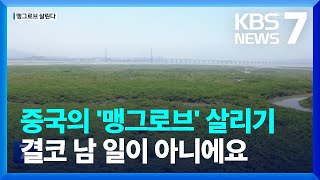 한중 관계 껄끄럽지만…지구의 허파, ‘맹그로브’ 복원에 한 목소리 / KBS  2022.08.17.