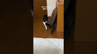 子猫動画 今日のハチワレマンチカンのラピちゃんとブリティッシュのあおくん #shorts #ショート #ちいかわ