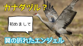 カナダヅルが来たよ