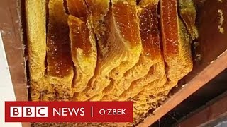 Дунё ғаройиботлари: Уй шифтида тўпланган 50 кг асал - BBC Uzbek