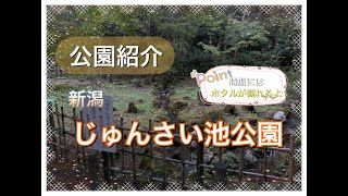 新潟市　じゅんさい池公園紹介 ！　A spirit spot!