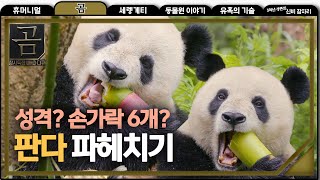 [NATURE]Rare Animal Panda,창사특집 UHD 다큐멘터리 곰 20190204