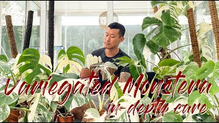 Maintaining variegation and buying guide for the variegated Monstera