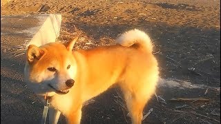 【柴犬】小次郎、綺麗な光の夕暮れ散歩