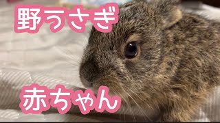 野うさぎ　赤ちゃん