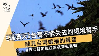 【夜行性動物】蝠滿天-台灣不能失去的環境幫手｜聽見台灣蝙蝠的聲音 (我們的島 1169集 2022-08-29)