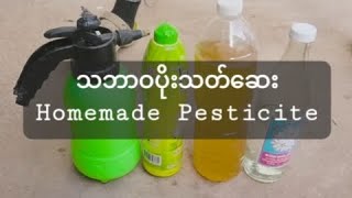 Homemade nature pesticide (သဘာဝပိုးသတ်ဆေးရည်) လုပ်နည်း