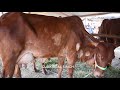 यहाँ मिलेगी 72000 में स्वर्ण कपिला गाय i धुले मंडी महाराष्ट्र i for sale swarn kapila cow