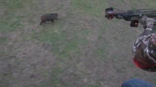 World's First Helicopter Hog Hunt with Crossbow