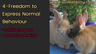 5 Freedoms of Animal Care | Rabbit farm management App Android and iphone