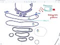 Brandl's Basics: MHC Processing