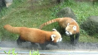 20210709 上野動物園　レッサーパンダ　母娘でぐるぐる散歩