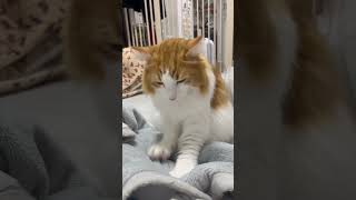 こねこねパン屋さんもち　#ねこのいる暮らし  #猫動画  #shorts