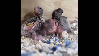 5 baby budgies snuggling