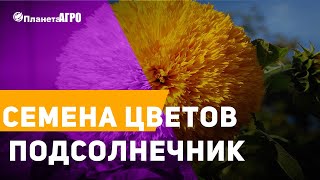 🌻 Семена цветов Подсолнечник ✔️ Подсолнух деоративный 🌿 Планета Агро