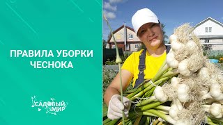 Когда выкапывать  озимый чеснок в июле. Верный признак готовности  по народной примете.