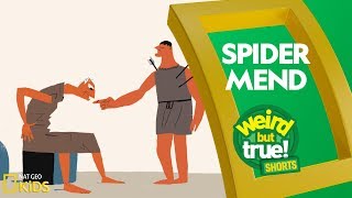 Spider Mend | Weird But True! Shorts
