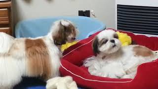 shihtzu シーズー仲良し兄弟犬 KORO 3才３ヶ月 \u0026 MARU 1才５ヶ月