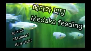 투박하고 친근한 물고기 송사리가 이쁘다? 냠냠 피딩 영상! The friendly rice fish has become prettier? Feeding video