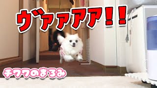 【躍動感がエグイ！！】犬が走る姿をスローで見た結果【チワワのまろみ】