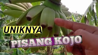 REVIEW PISANG KOJO #jogja #pisang #pisangsusu