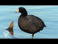 koonthankulam bird sanctuary കൂന്തൻകുളം പക്ഷി സങ്കേതം