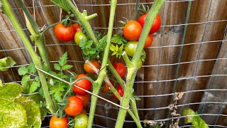 Cosechando tomates de mi huerto en casa #asmrvideo #huerto #huertaencasa #huertourbano