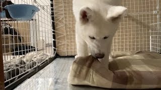 【秋田犬もんたろう #94】「寝床のごろ寝マットが気に食わない」Akita inu