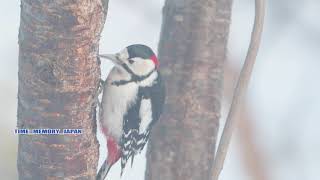 冬の北海道の野鳥