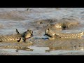 Walking Fish and Fiddler Crabs Dine on a Muddy Buffet | Ganges | BBC Earth