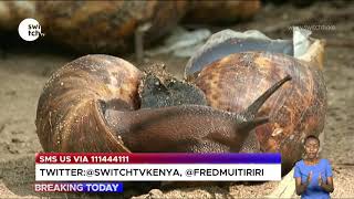 Snail rearing in Kenya; waste used for cosmetics, chicken feed