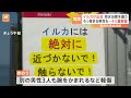 福井の海水浴場に野生のイルカ 突進され骨折する男性も　かまれるなど被害相次ぐ｜tbs news dig